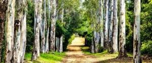 Photo du sentier à l' interieur de l' île