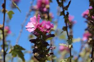 Proteggere la flora e la fauna